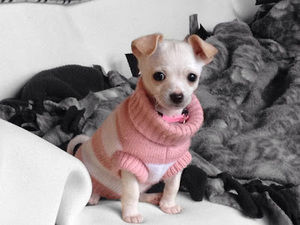 Meet your Posher, Donna